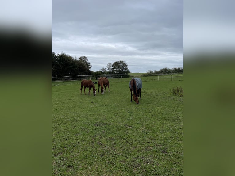 Pferdepensionsplätze in Süd-Dänemark – artgerecht & mit Herz