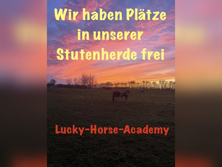Pferdepensionsplätze in Süd-Dänemark – artgerecht & mit Herz