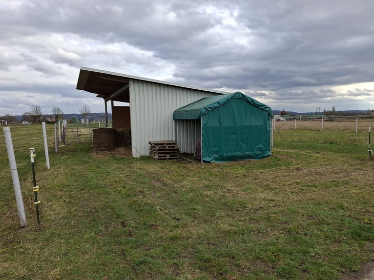 Plot of land with stable for 2 horses for sale in the Tierkoppelgebiet Stutensee-Spöck
