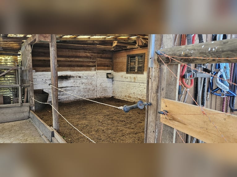 Pony paddock space available in the Handschuhsheimer Feld