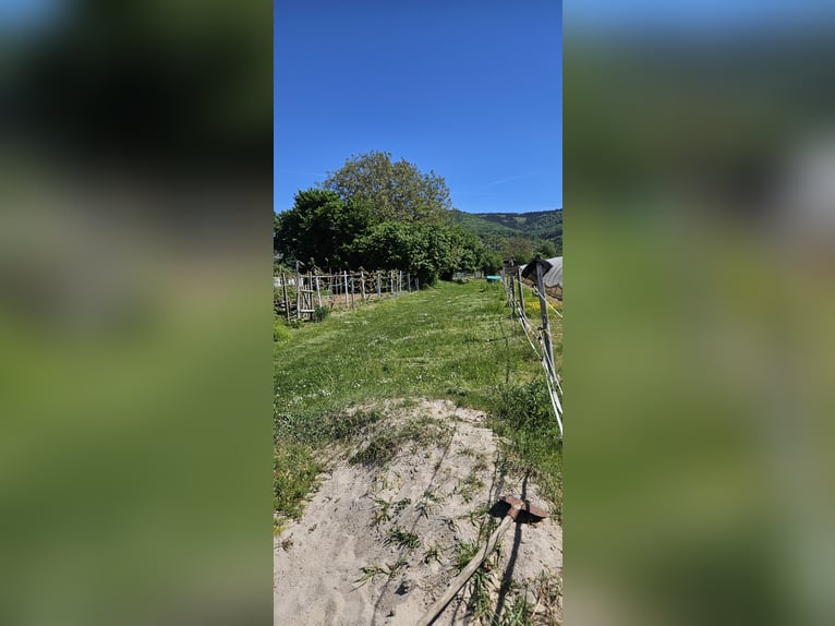 Pony paddock space available in the Handschuhsheimer Feld