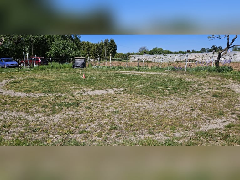 Pony paddock space available in the Handschuhsheimer Feld