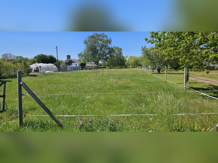 Pony paddock space available in the Handschuhsheimer Feld