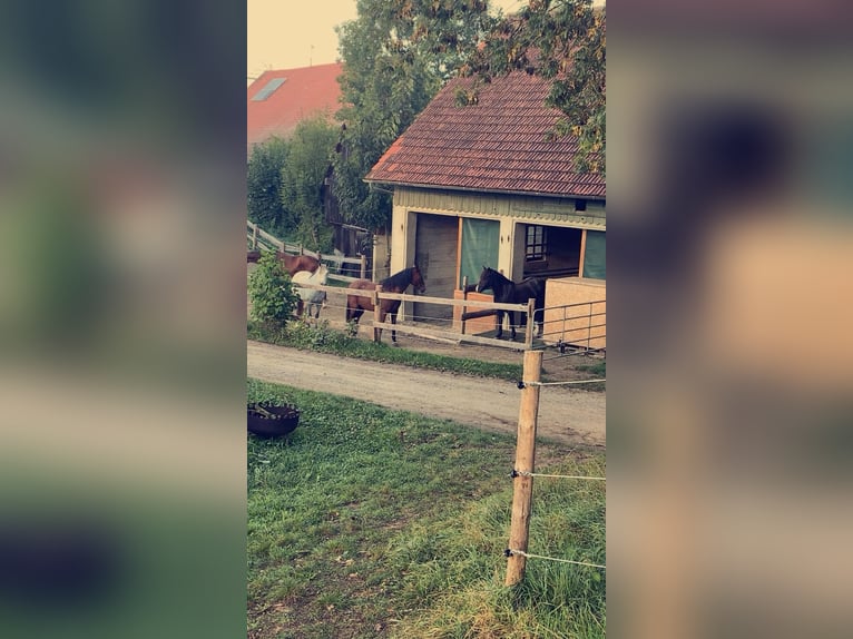 Private outdoor paddock