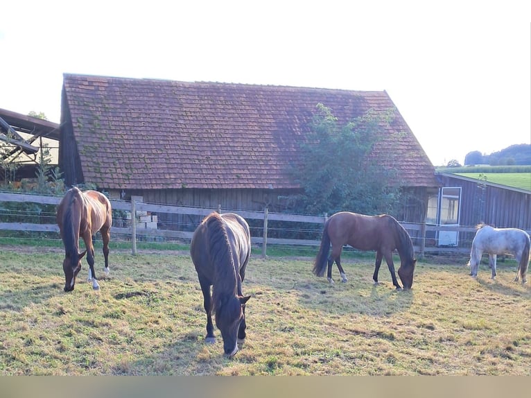 Private outdoor paddock