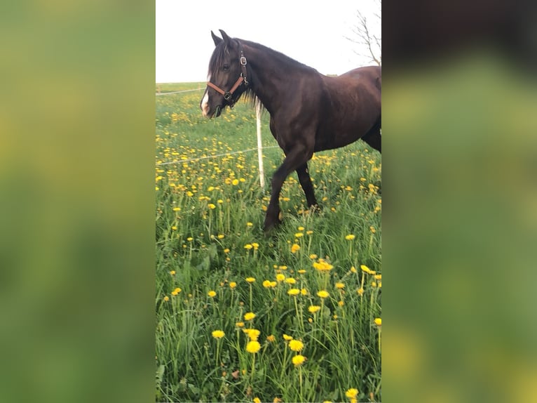 Private outdoor paddock