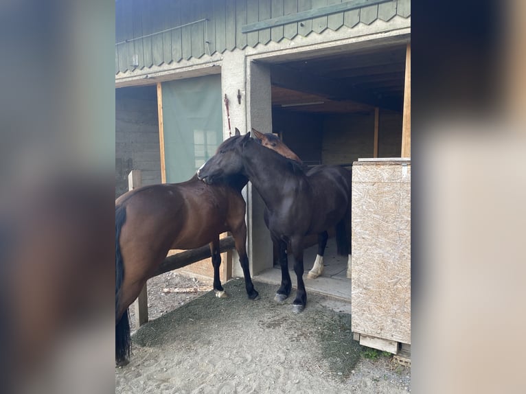 Private outdoor paddock