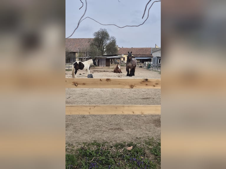 Private outdoor stable space available near Vienna