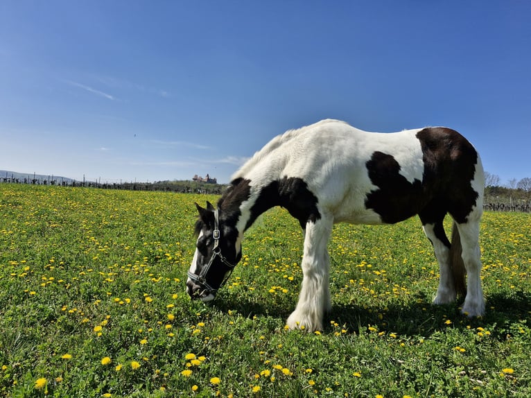 Private outdoor stable space available near Vienna