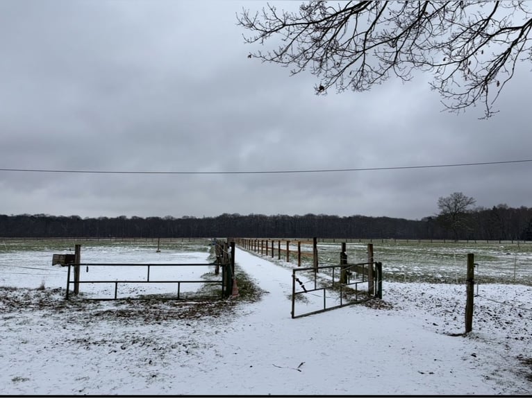 ‼️Private‼️ Pasture spot available for gelding