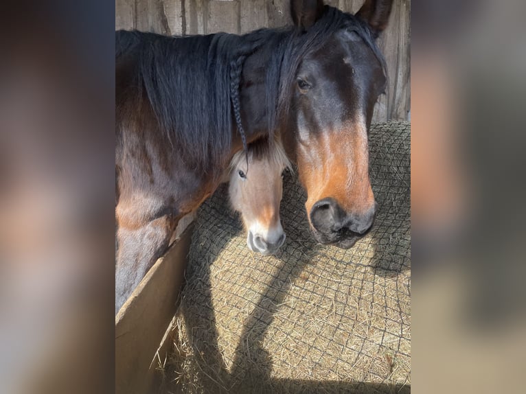 Private stable box for a lovely mare