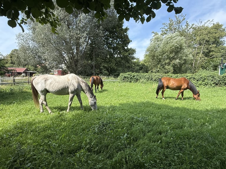Privater Offenstallplatz in kleiner Wallachherde