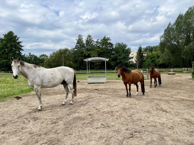 Privater Offenstallplatz in kleiner Wallachherde