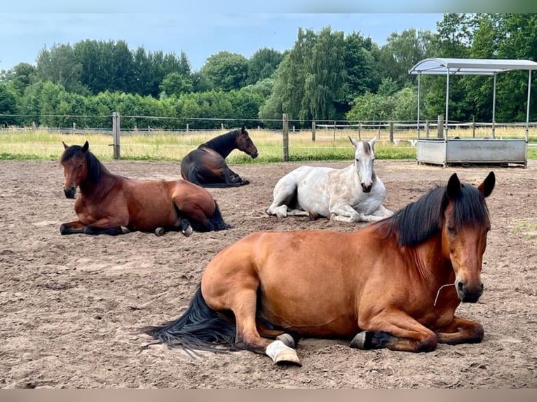 Privater Offenstallplatz in kleiner Wallachherde