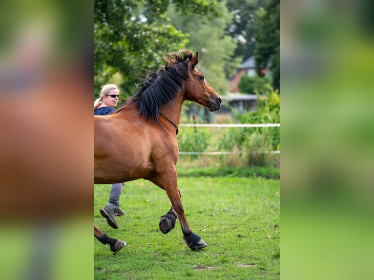 Privater Offenstallplatz in kleiner Wallachherde