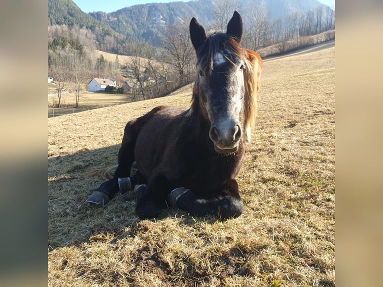 Retirement paddock for mares at Semmering
