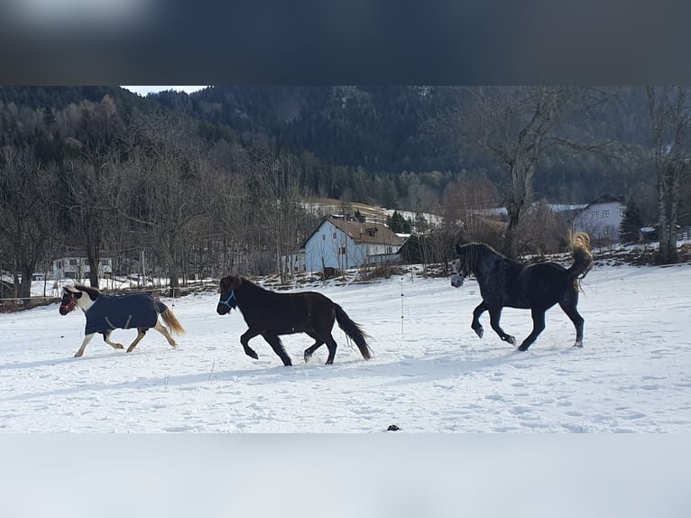 Retirement paddock for mares at Semmering