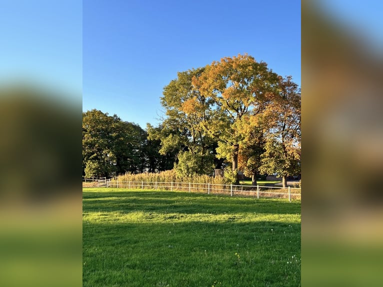 Retirement turnout available in private stable ❤️