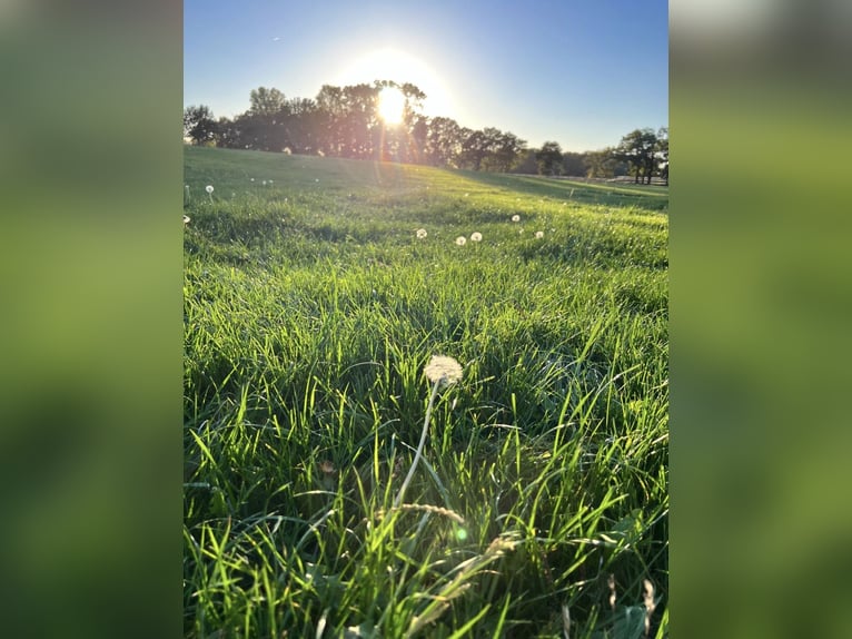 Retirement turnout available in private stable ❤️