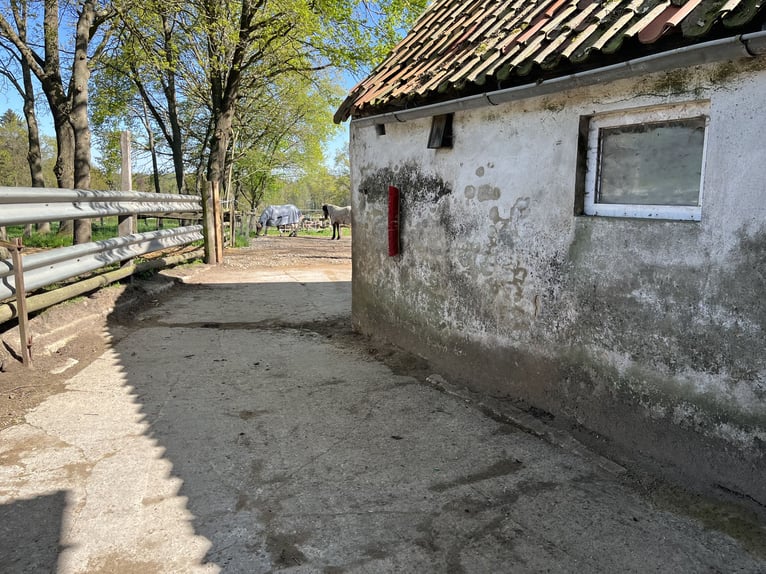 Ruhiger Offenstallplatz zu vergeben