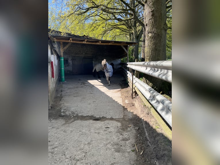 Ruhiger Offenstallplatz zu vergeben