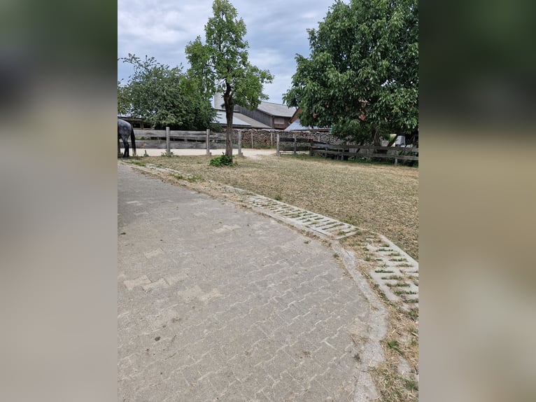 Schöner Offenstall in 73569 Obergröningen 