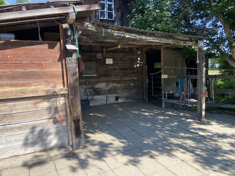 Selbstversorgeroffenstall für Kleinpferde und Ponys