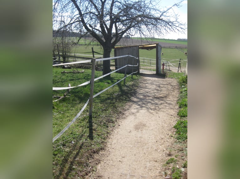 Self-care outdoor turnout / Stable space for self-sufficient horse owner