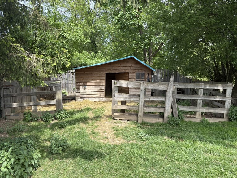 Self-sufficient pony pasture with shelter