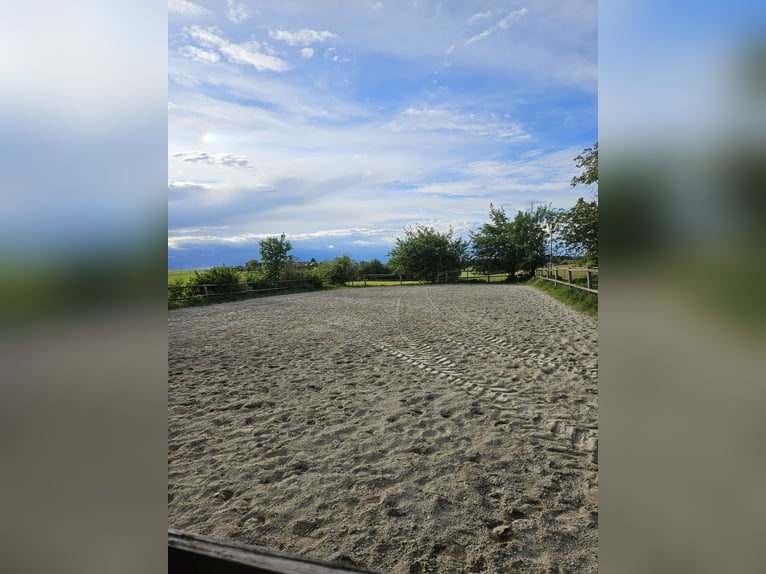 Space available for a gelding in a pair turnout paddock – suitable for horses with respiratory issue