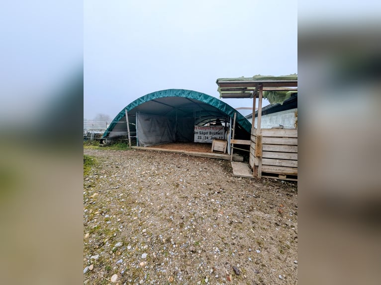 Space available in a pony herd for a mini or Shetland pony – self-sufficient arrangement