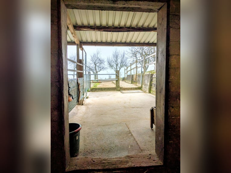 Space available in a pony herd for a mini or Shetland pony – self-sufficient arrangement