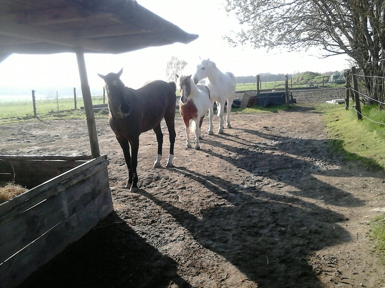 Space available in an open stable with a large 24/7 pasture near 82272 Moorenweis.