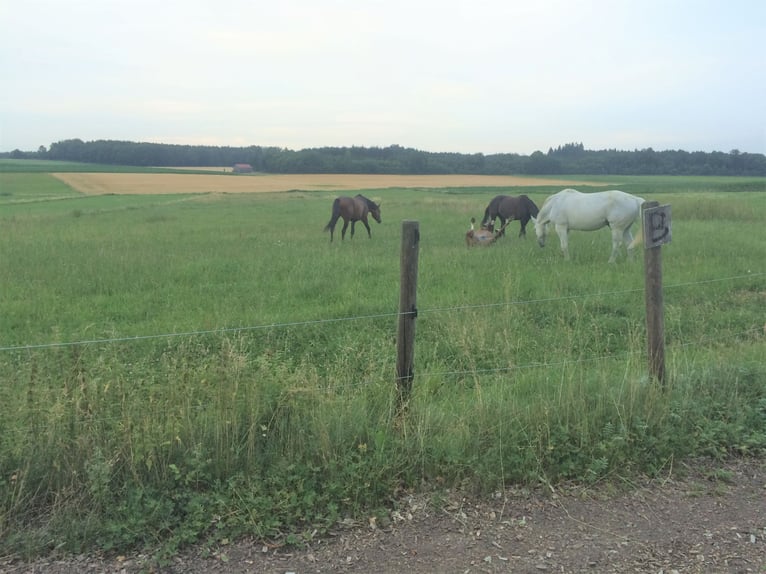 Space available in an open stable with a large 24/7 pasture near 82272 Moorenweis.