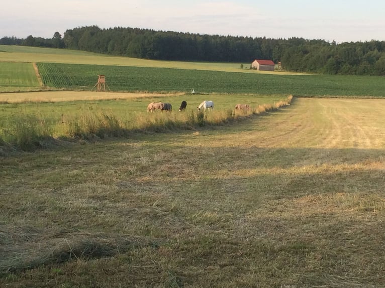 Space available in an open stable with a large 24/7 pasture near 82272 Moorenweis.