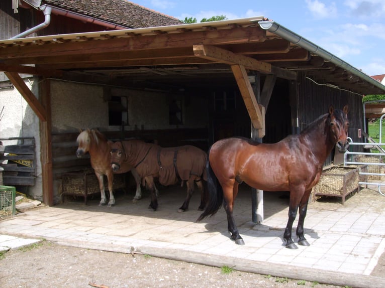 Space available in an open stable with a large 24/7 pasture near 82272 Moorenweis.