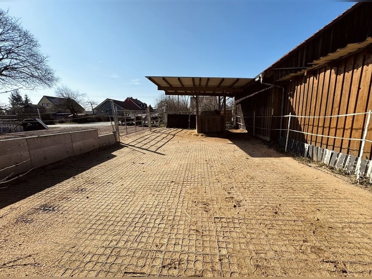 Space available in box stall or turnout paddock.