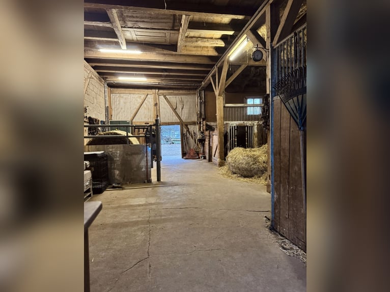 Space available in box stall or turnout paddock.