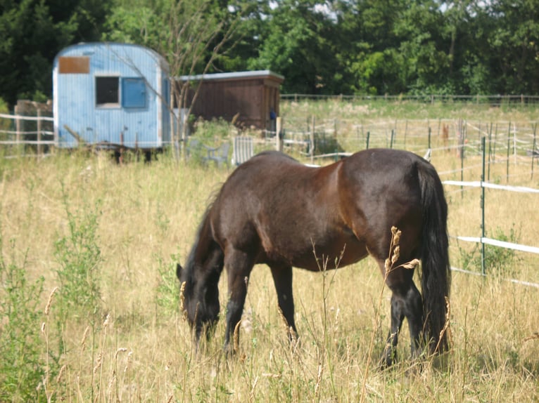 Space available in the pasture-based stable, possibly with a shared owner community.