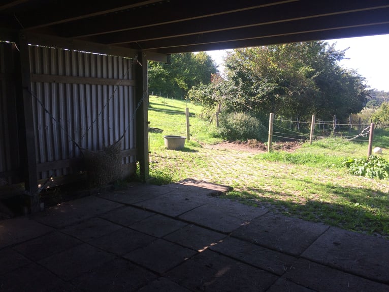 Space available in the pasture for a pony or small horse