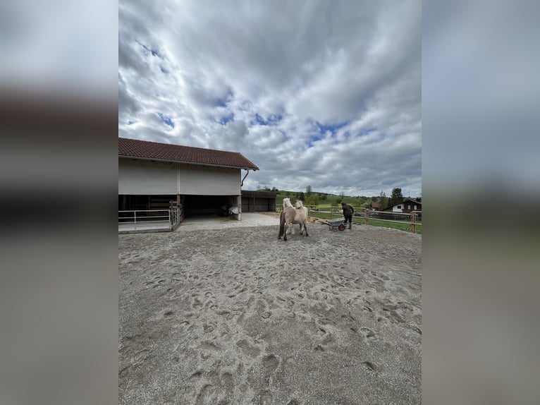 Space available in the pasture turnout