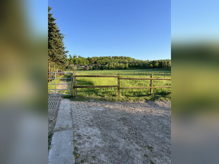 Space for a mare in an outdoor herd with like-minded horses