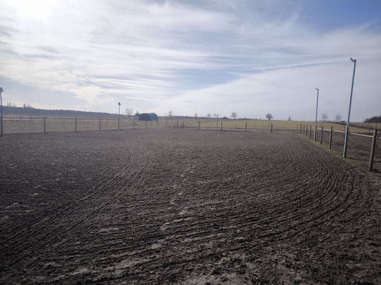 Spacious outdoor paddock with full board accommodation