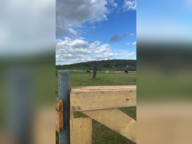 Stable available for 2 horses