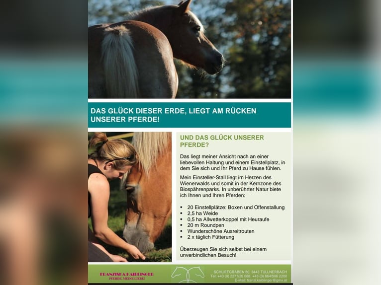 Stabling spaces available