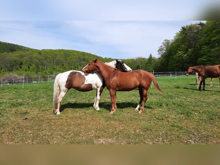 Stabling spaces available