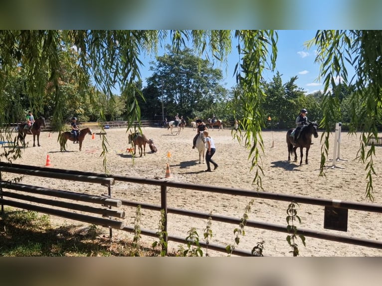 Stabling with indoor arena at Niederabsdorf Castle Riding Estate (District GF)