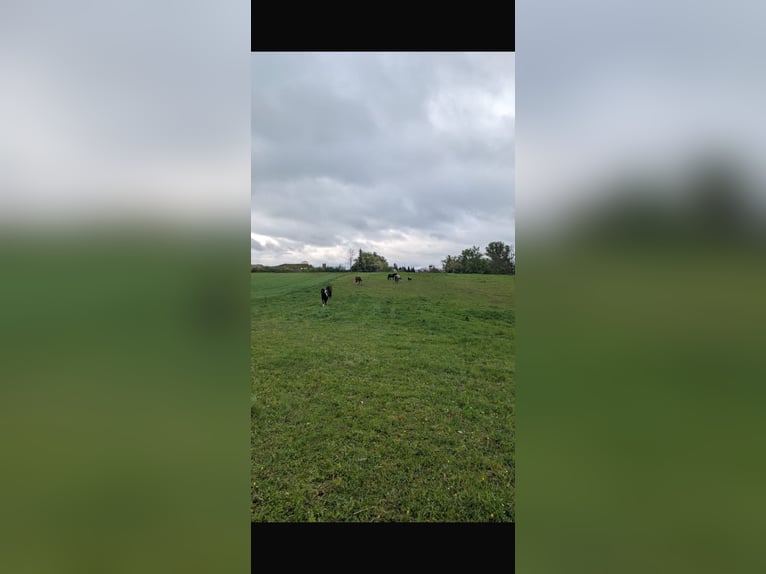 Stalls available – Boarding horses welcome!