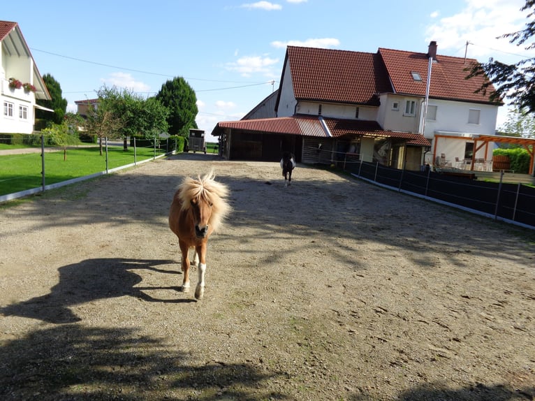 Suche Ponywallach zur Verfügung (Beisteller)