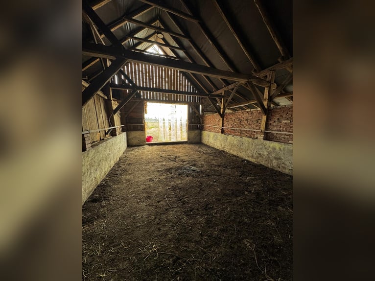 Two available stable places for geldings immediately.